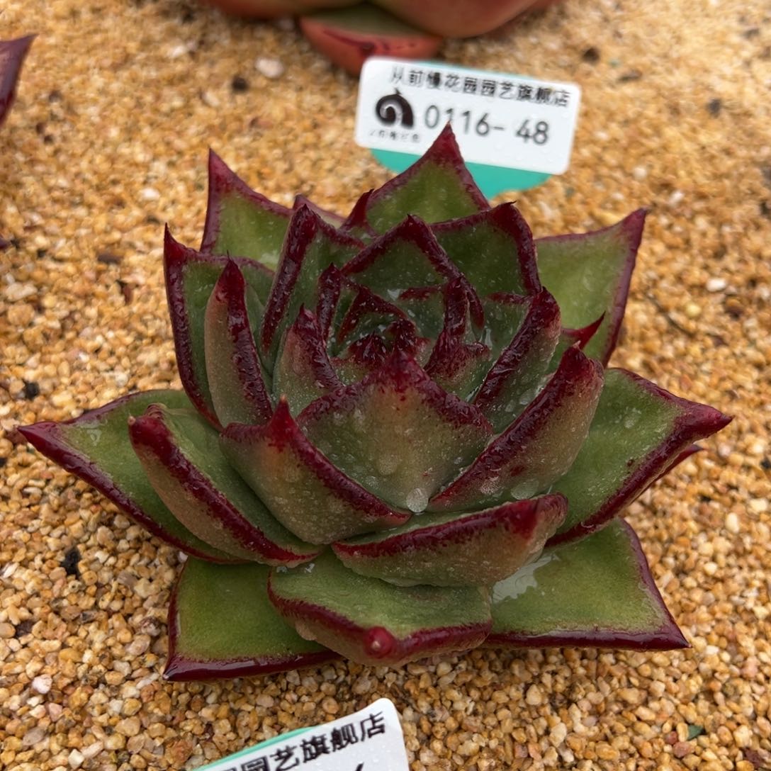 从前慢多肉精选编号0116.48