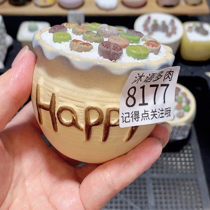 带盆土植物 精美盆栽8177
