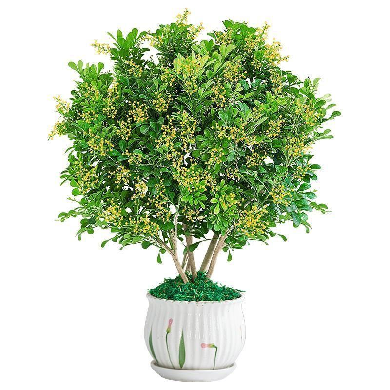 香水米兰九里香栀子花专拍