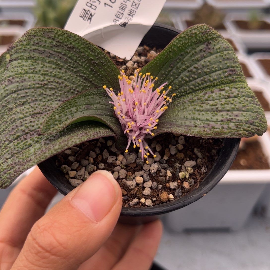 168号紫镜2.8多肉