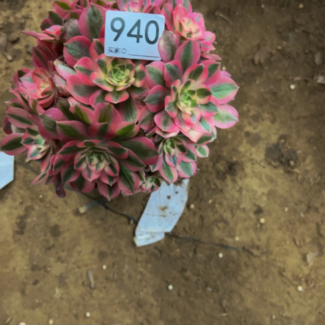 人**醒940粉女巫多肉植物