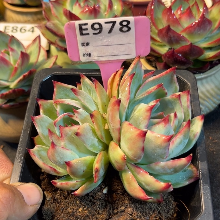 惊鸿一瞥多肉植物978