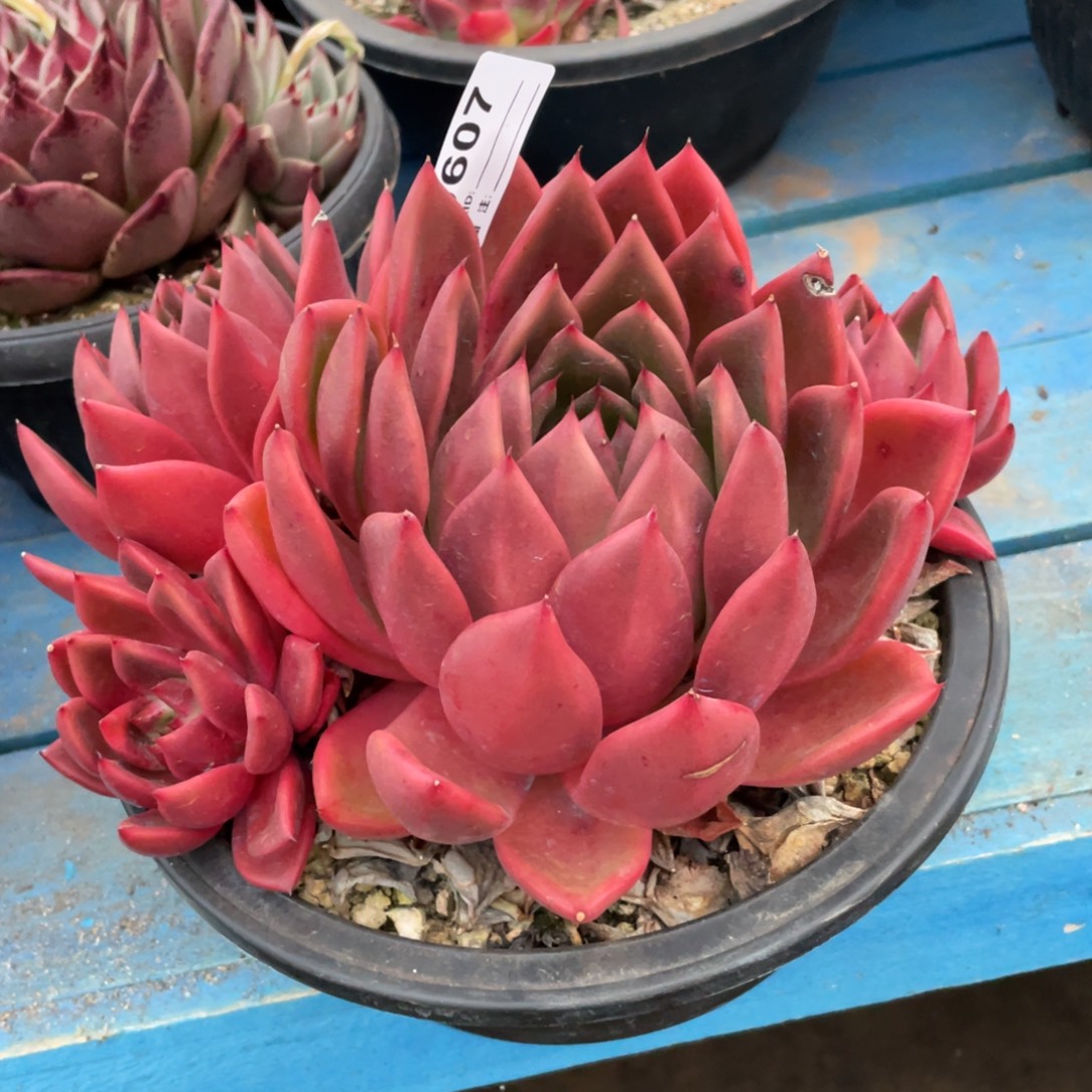 无花朵若如东云单拍D607