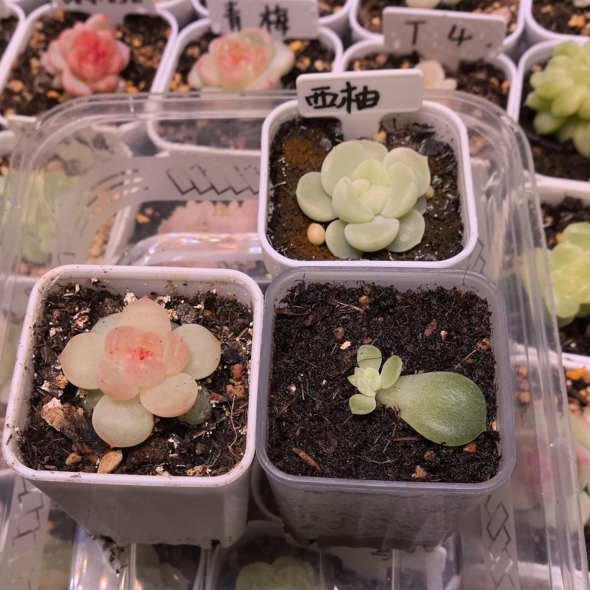 爆珠青提多肉一物一拍