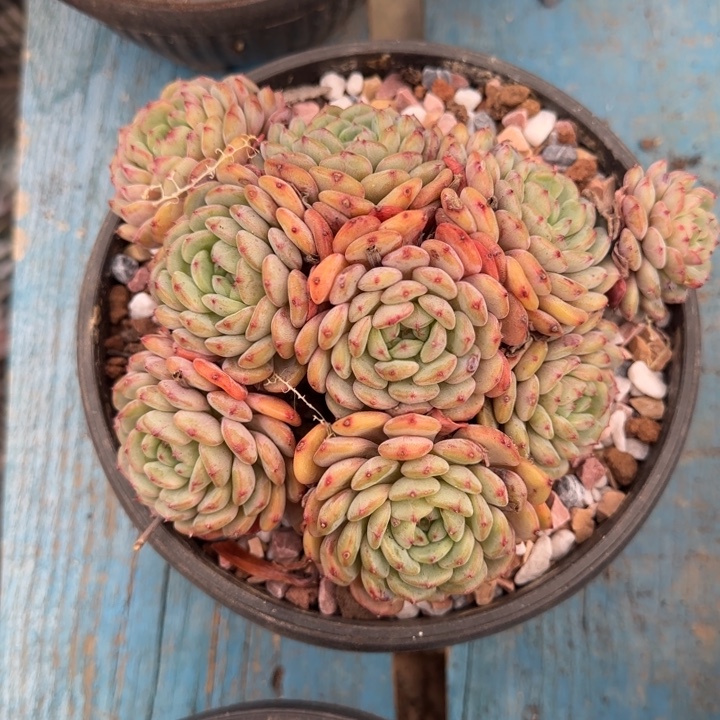 白胖子，一物一拍，看好下单