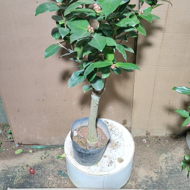 452依恋，原盆原土发货，不包邮