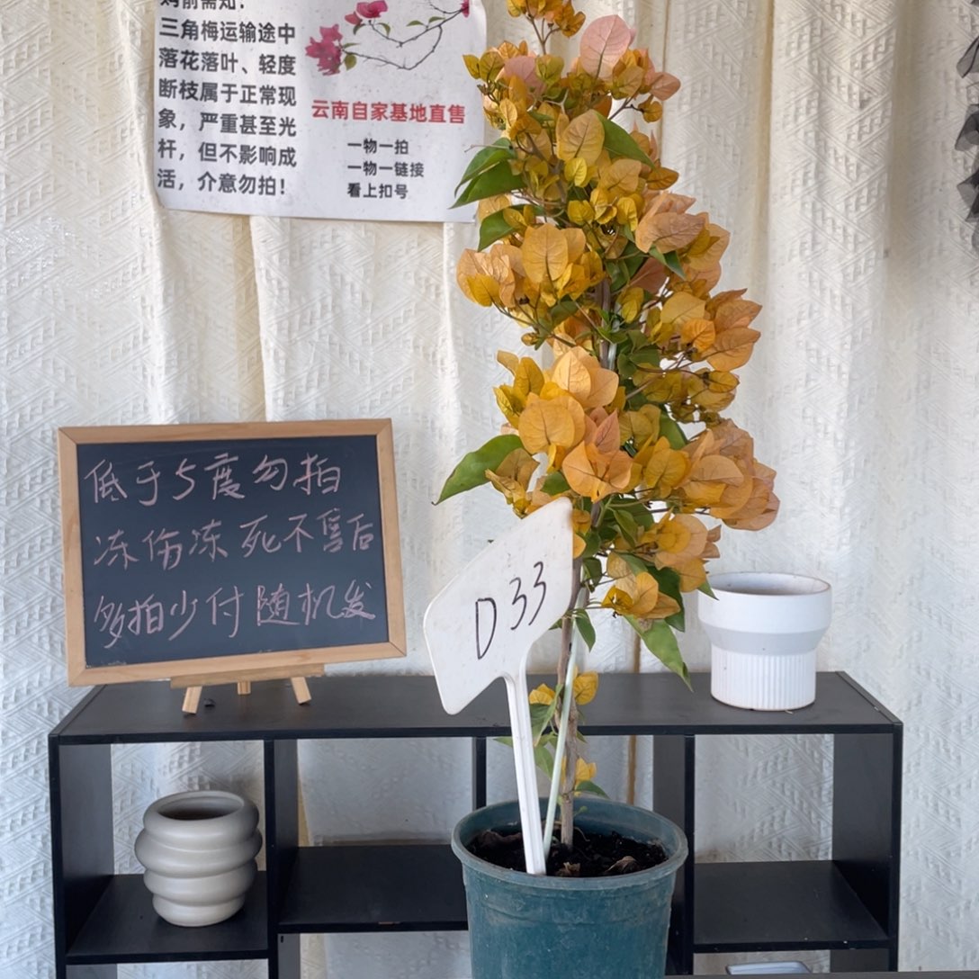 大量花朵（建议范围：8朵-15朵 或40%以上）金探戈D33