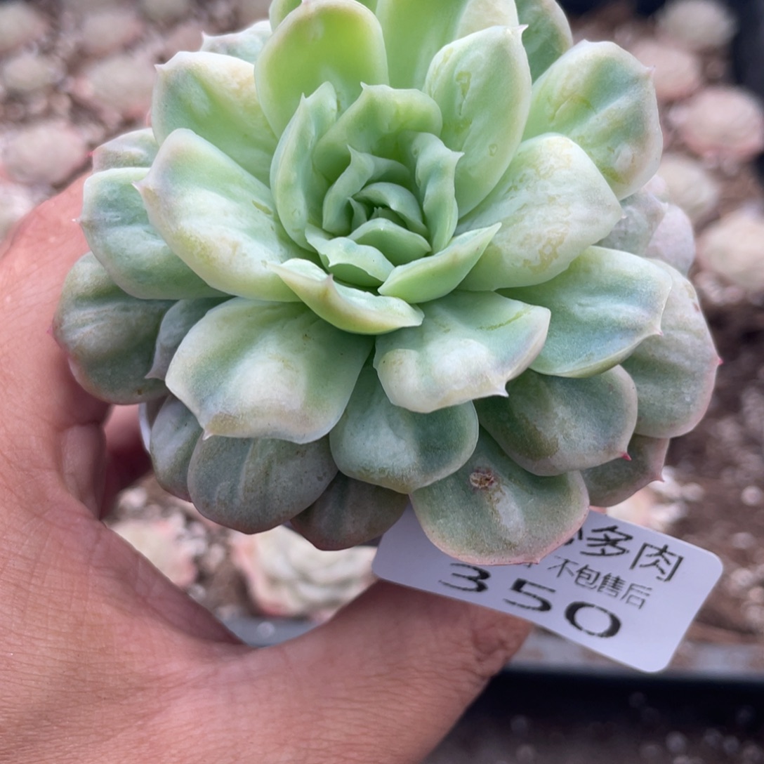 云糖心多肉植物350