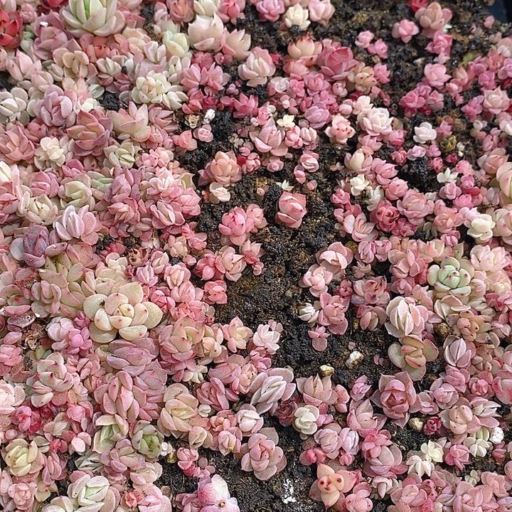 160 多肉植物盆栽花卉植物