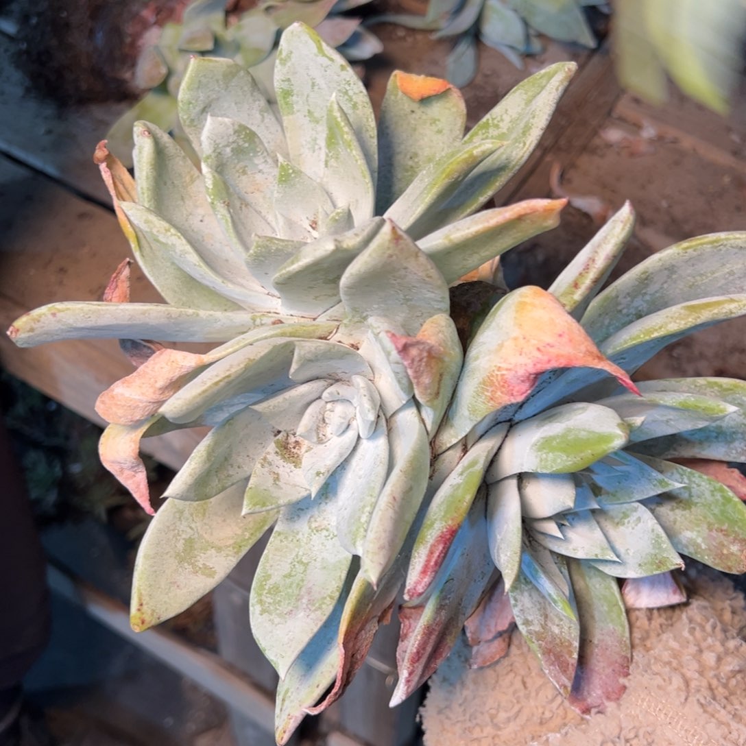 3288牡丹哈哈哈哈哈哈哈哈哈哈