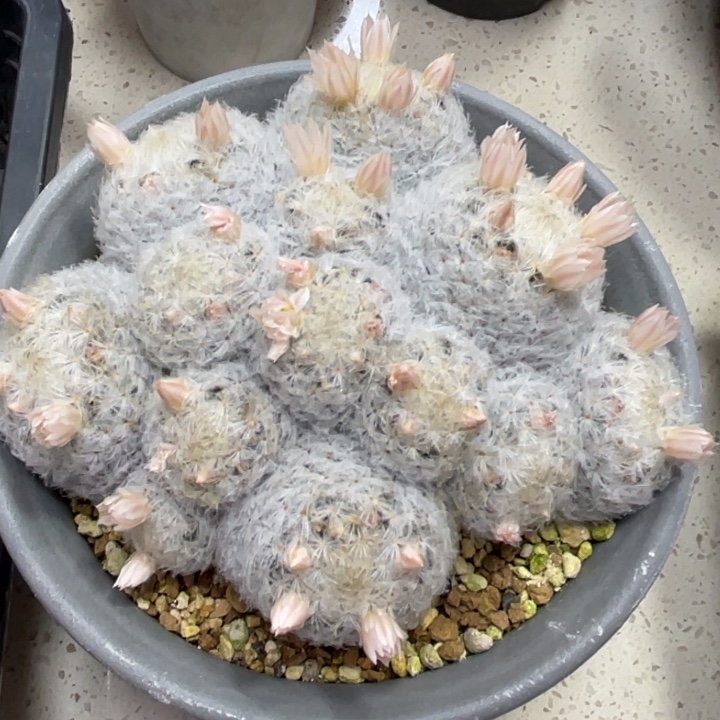 屏***店白星         福利