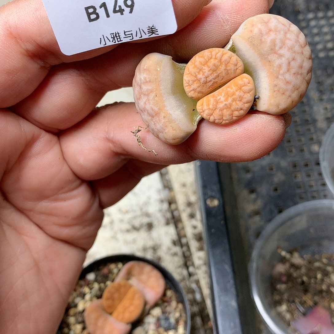 B149多肉植物保护研究所