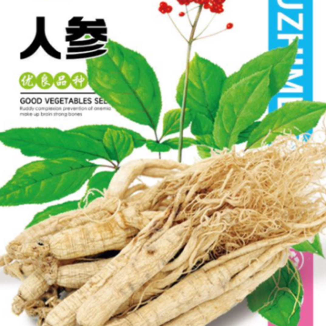 长白山人参种子一年四季种植盆栽东北西洋参种子草本植物药材种子