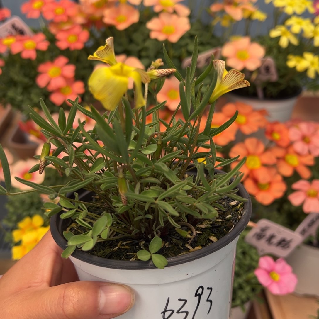 期*小美人鱼混苗