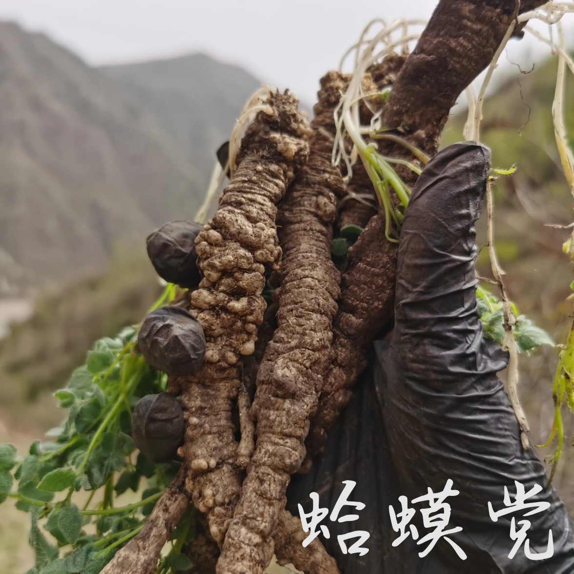 甘肃岷县大山采挖野党参