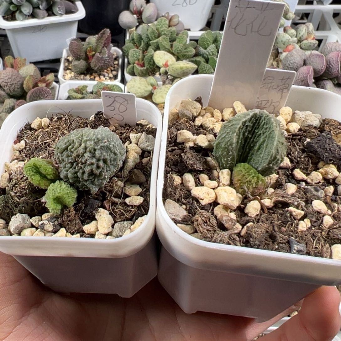 *****w绿蒂赛尔加地雷实生新品