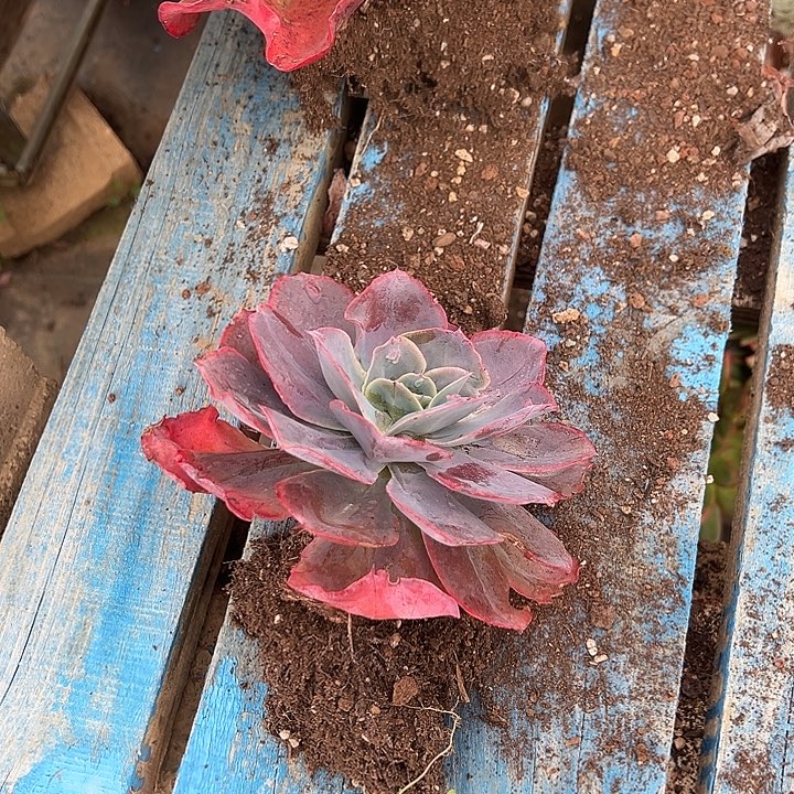 天空之城裸根发货