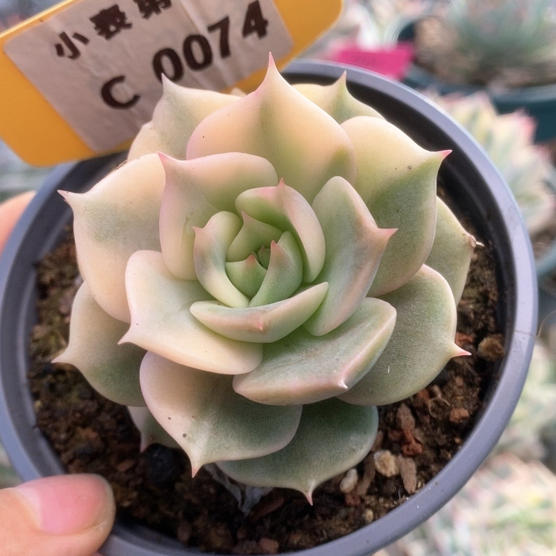 C074贝加尔湖锦锦锦锦