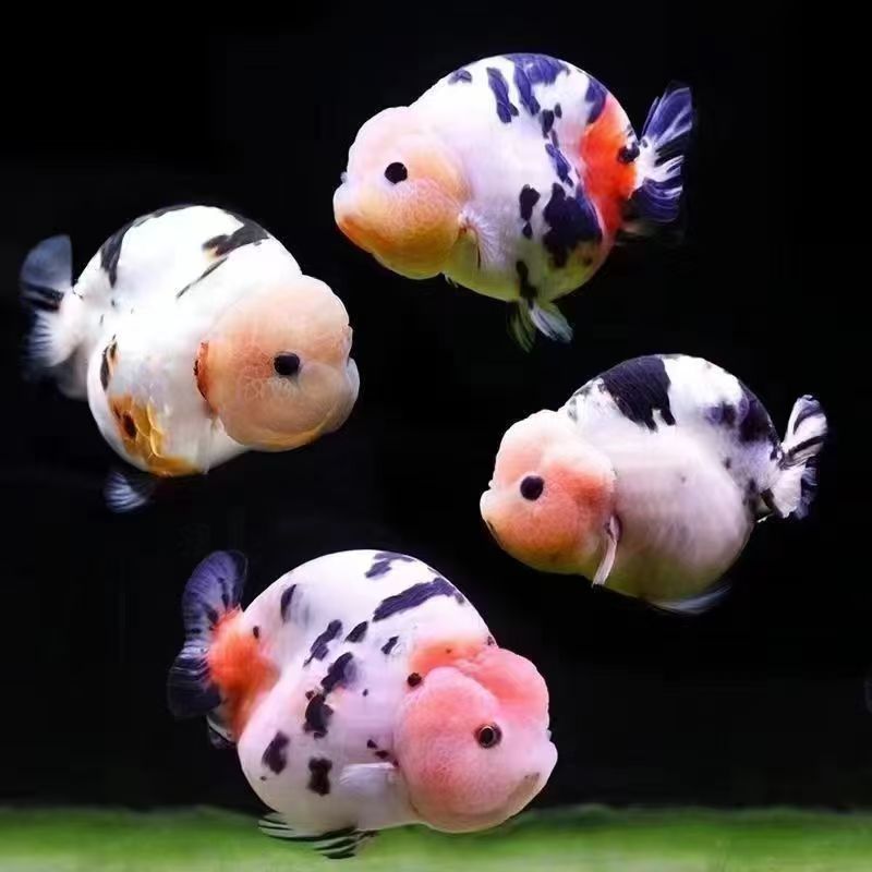 兰寿金鱼观赏鱼好养冷水（运输中不接受退换活体不得拒收）