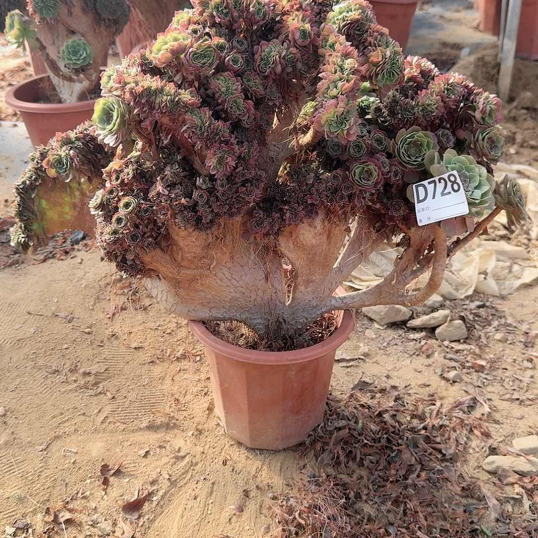 728万缀有伤一颗呀呀