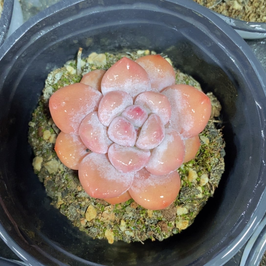 可问主播品种，下滑链接更多选择，一物一拍