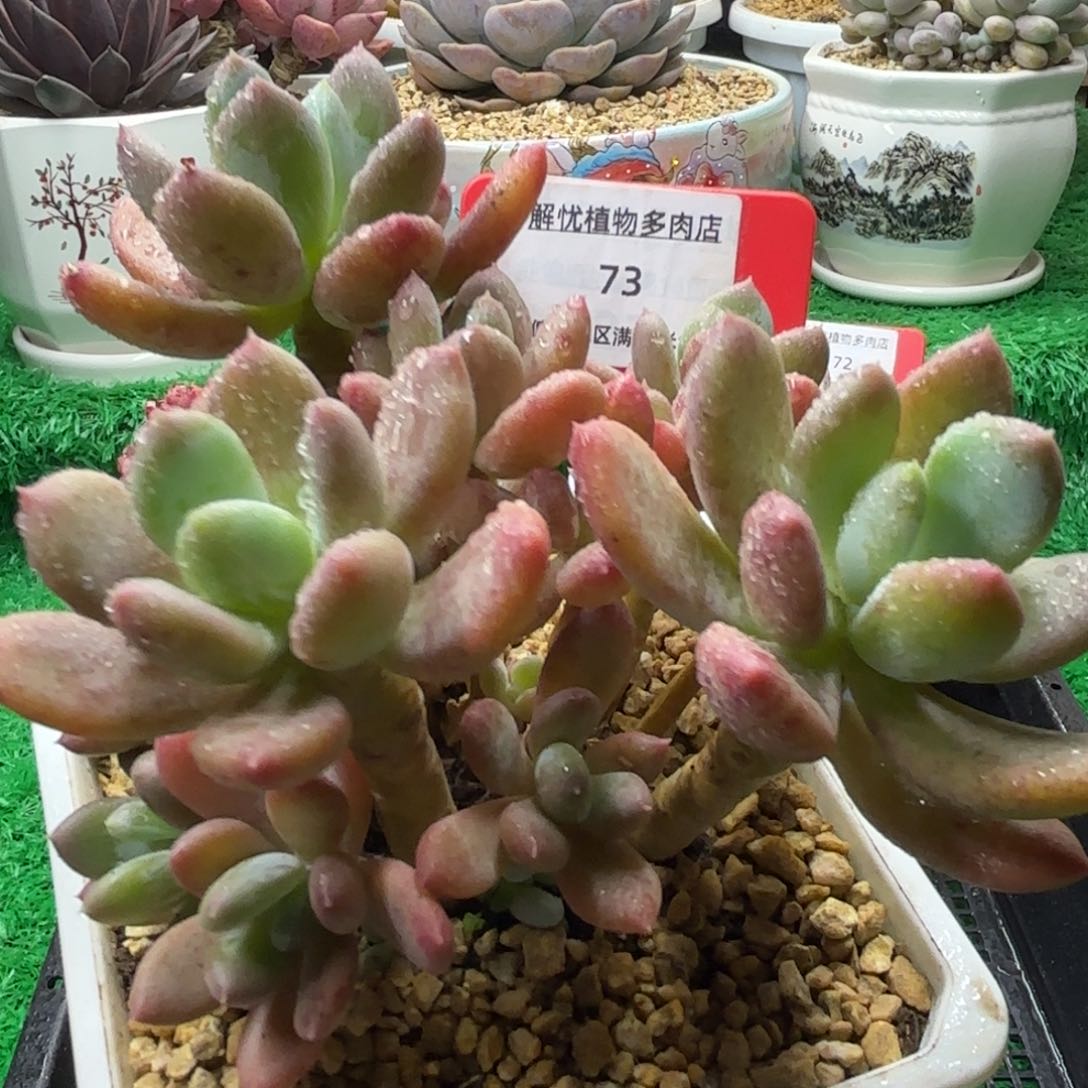 解忧多肉植物编号73