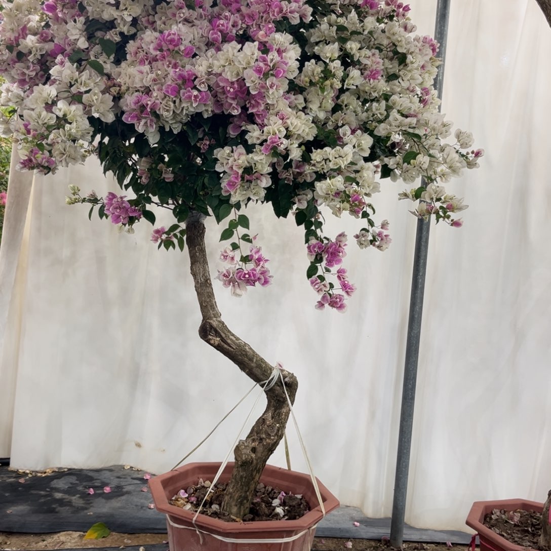 完全开放漳红樱三角梅