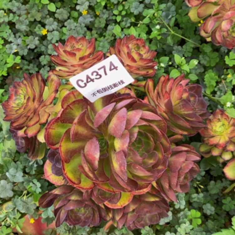 【闪购商品】4374海王七彩多肉