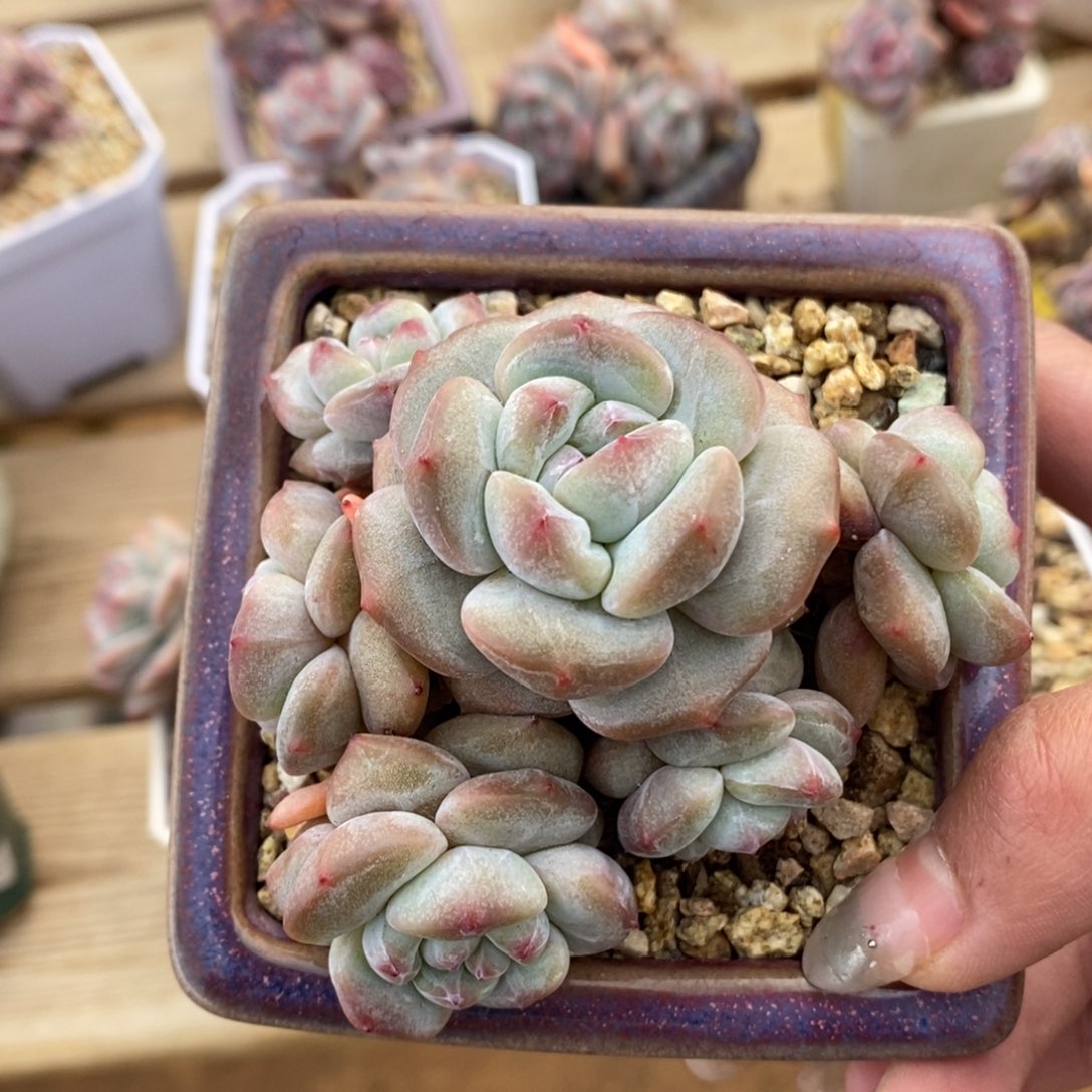 六头绿底紫心的反应