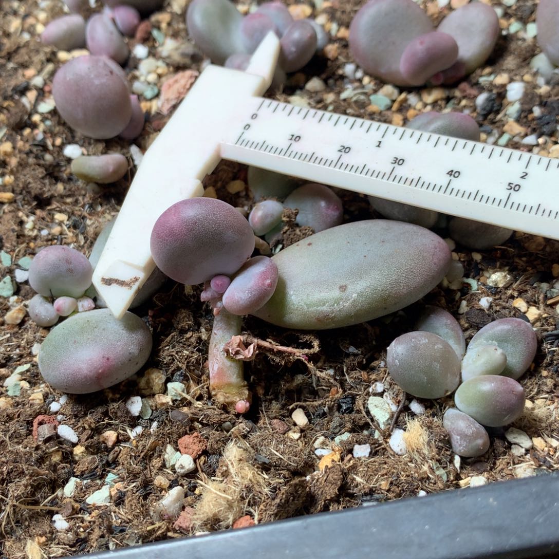 大叶奶不满28发一片叶到付