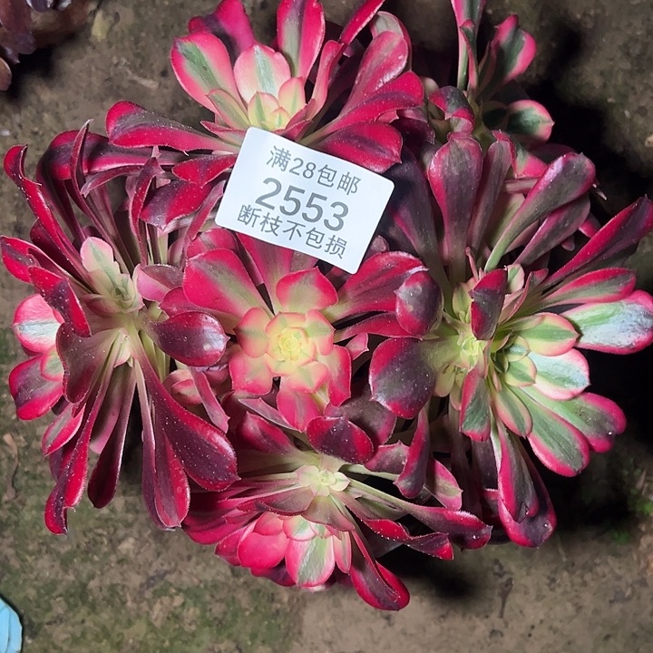 2553丛林美杜莎多肉植物