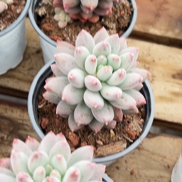  哥特萝莉   福利多多