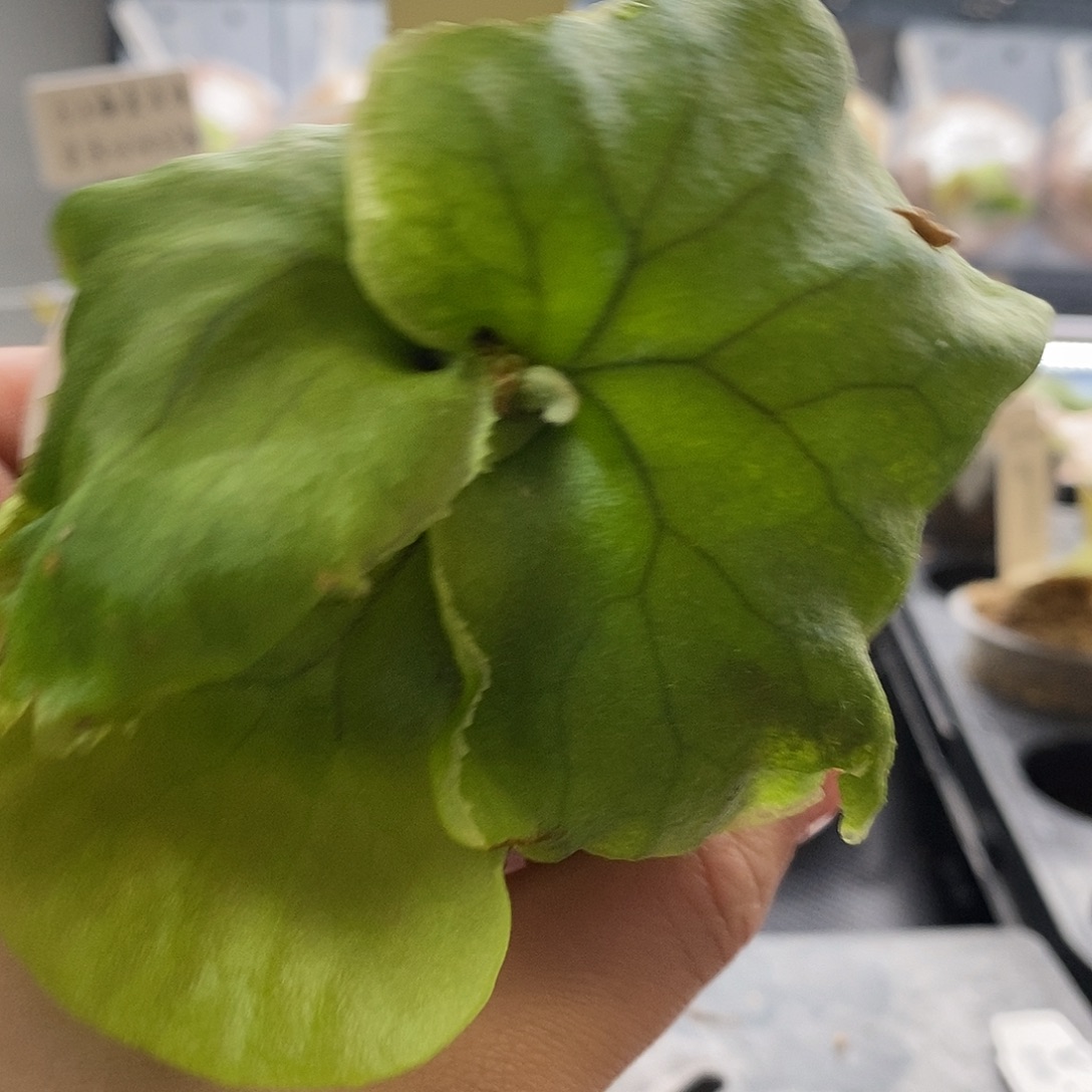 无花朵细叶亚猴鹿角蕨