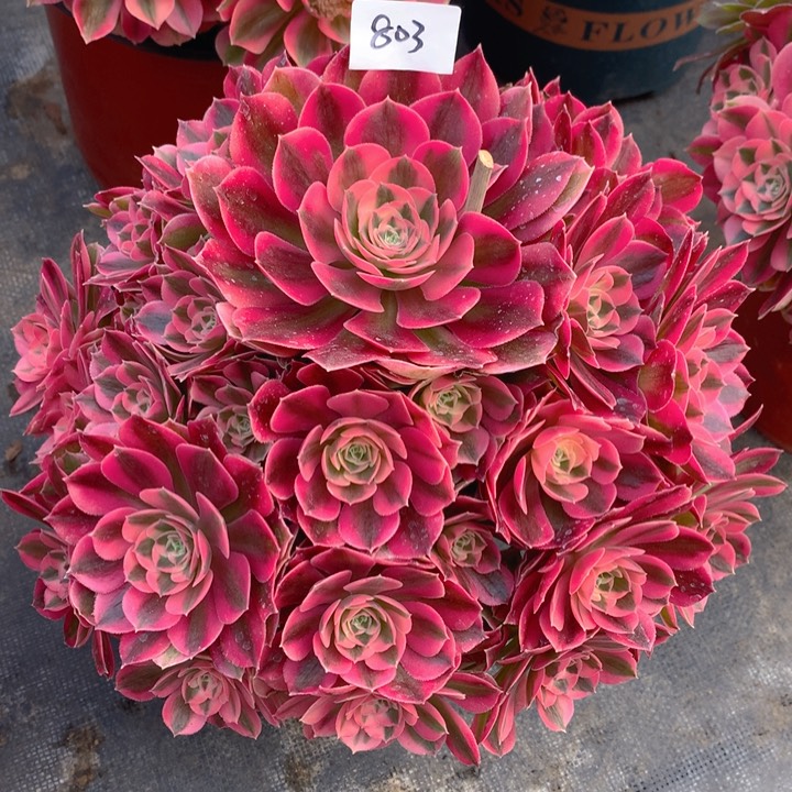 803粉女巫精品捧花朵朵