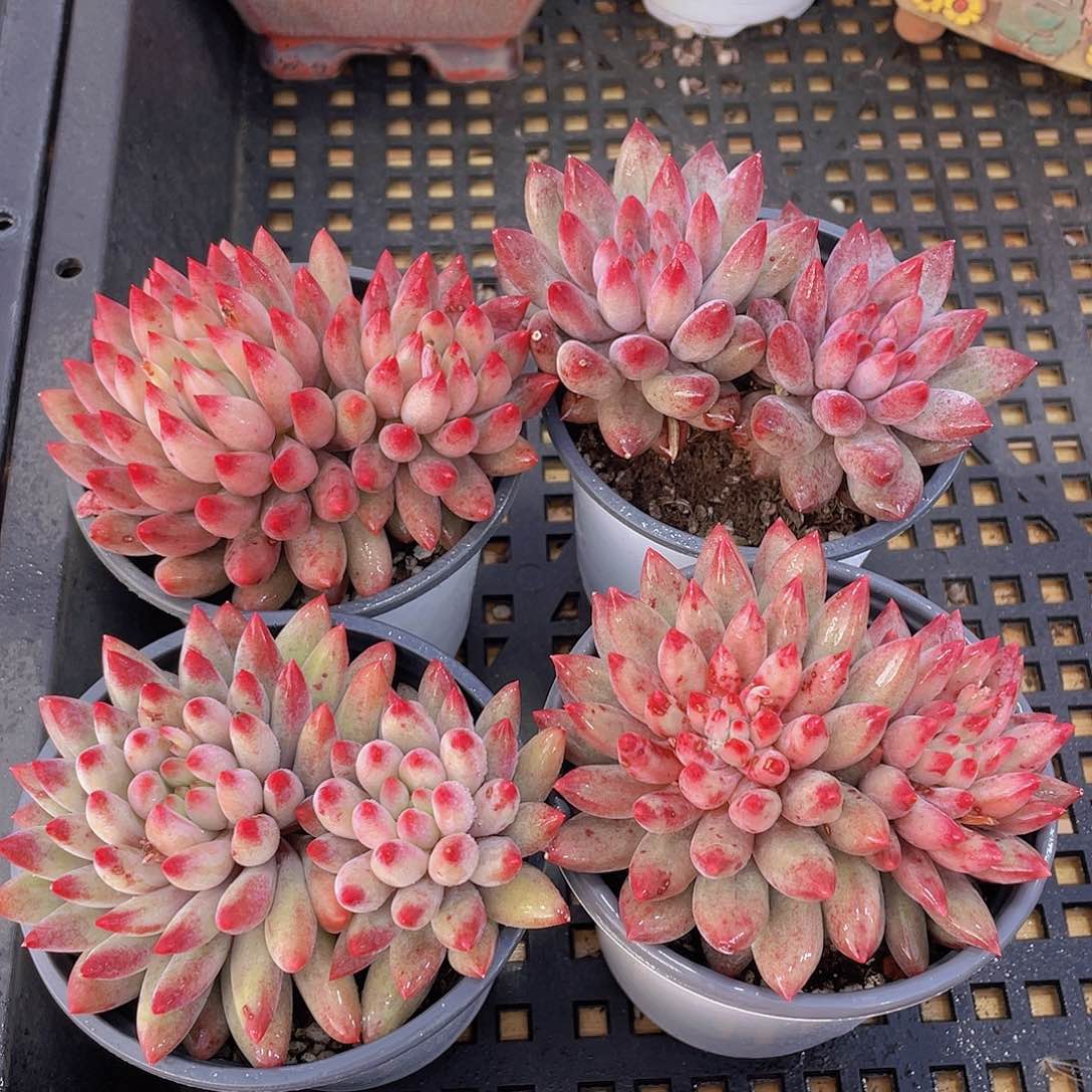 589号 红体虞美人大双头一个