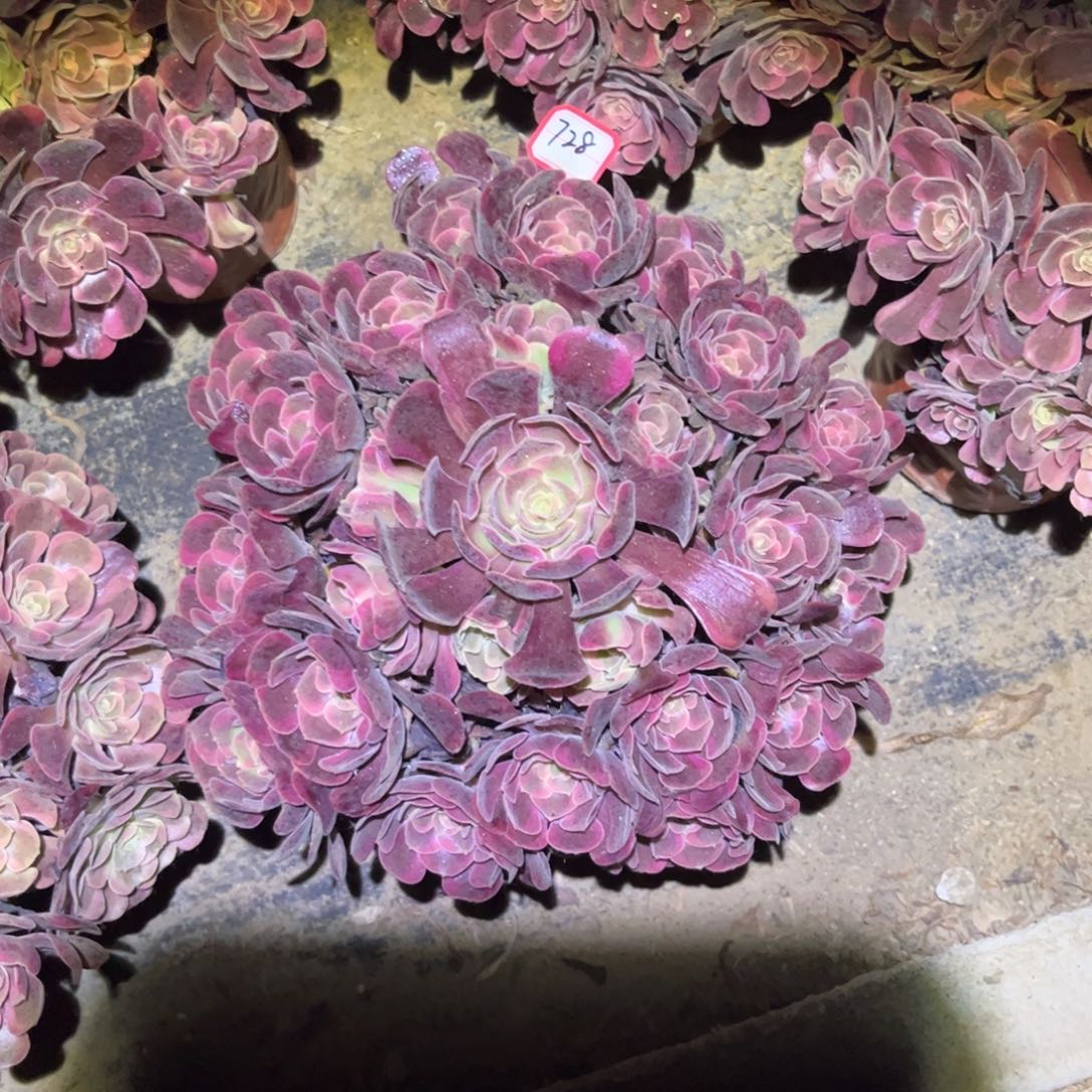 728多肉植物爱神法师