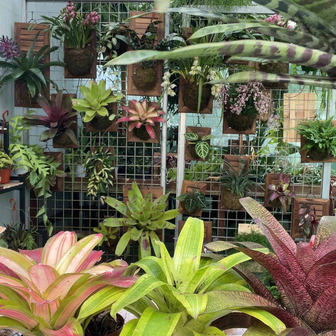 红剑绿虎皮超大可