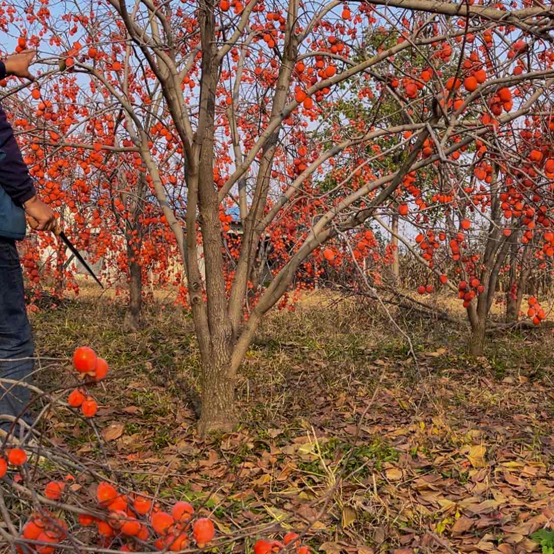 完全开放一物一拍