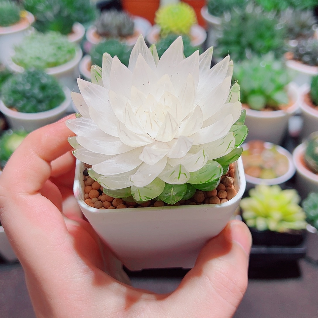 白莲花小白盆多肉多肉多肉