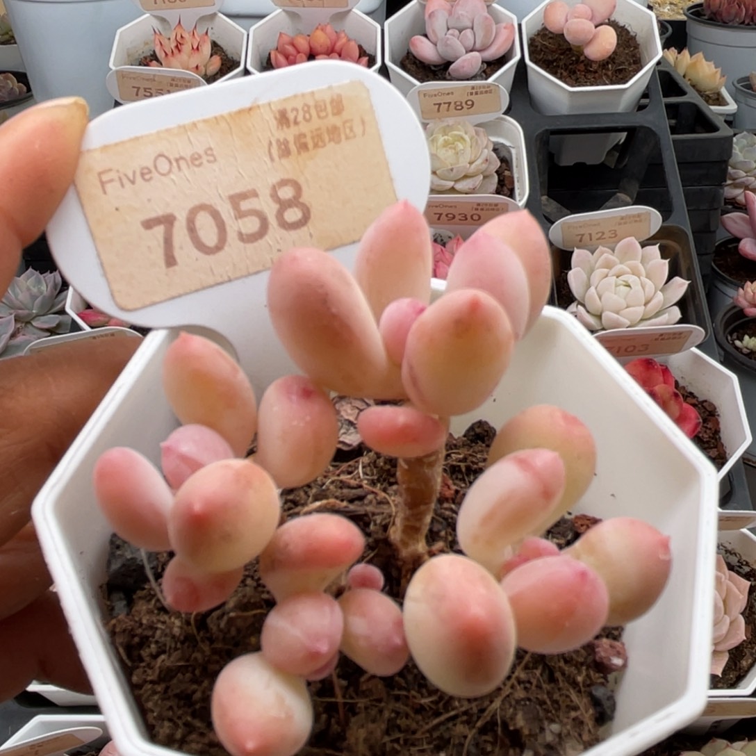 苹果奶7058-5.0厘米