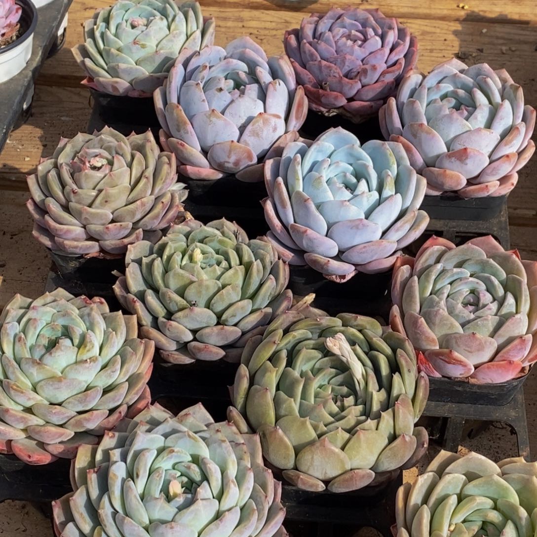 049多肉植物保护研究所所长的