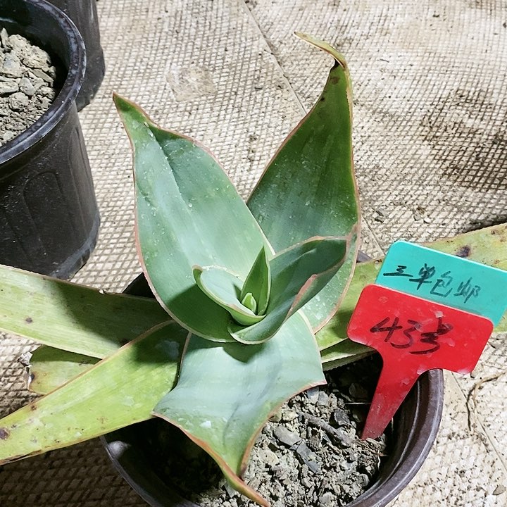 【闪购商品】无花朵银方锦芦荟