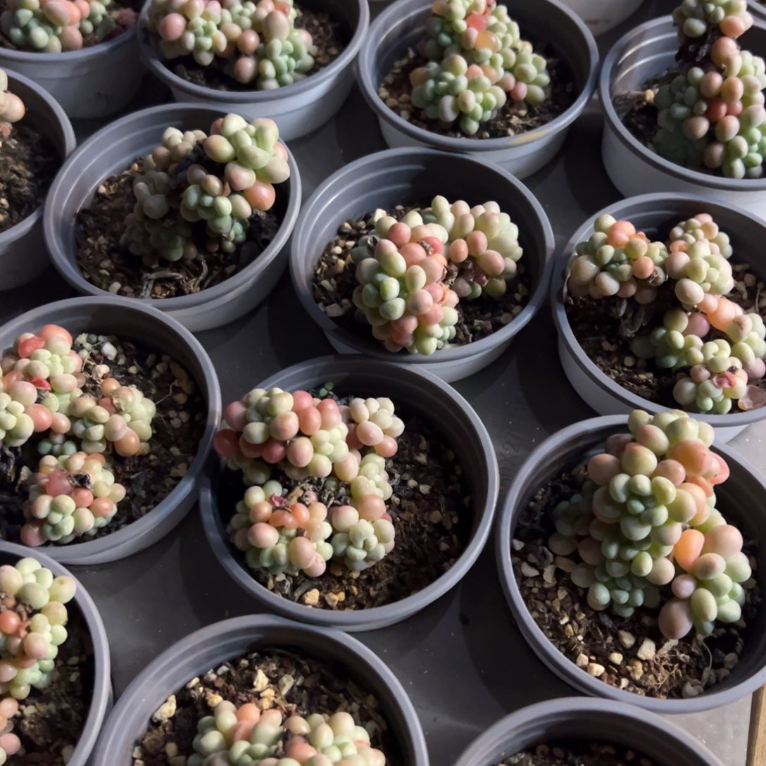 洛可可，福利多多！