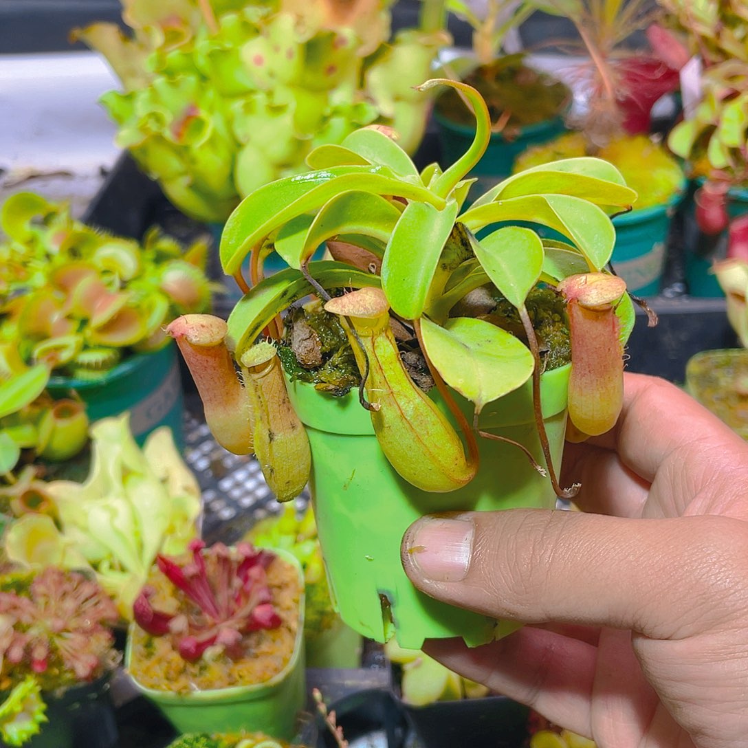 完全开放红瓶猪笼草