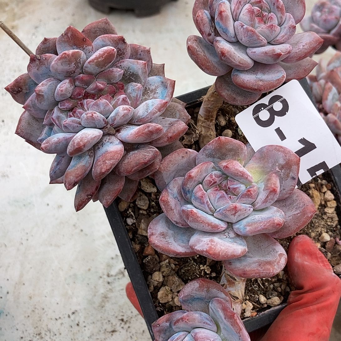 8-15 星影突尼斯一物一拍