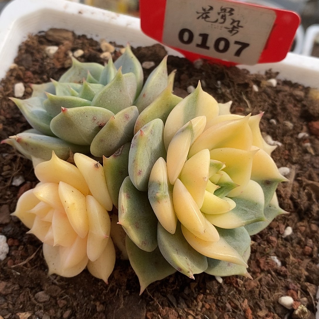 107贝加尔湖哈哈哈