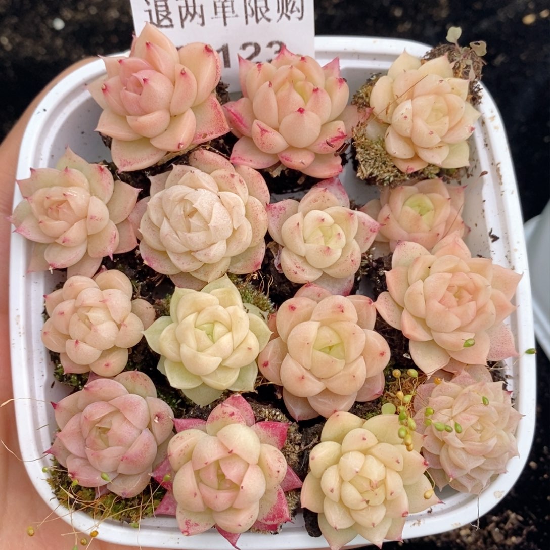 ?****?2-123 新疆西藏内蒙不发其他12.8包邮两到