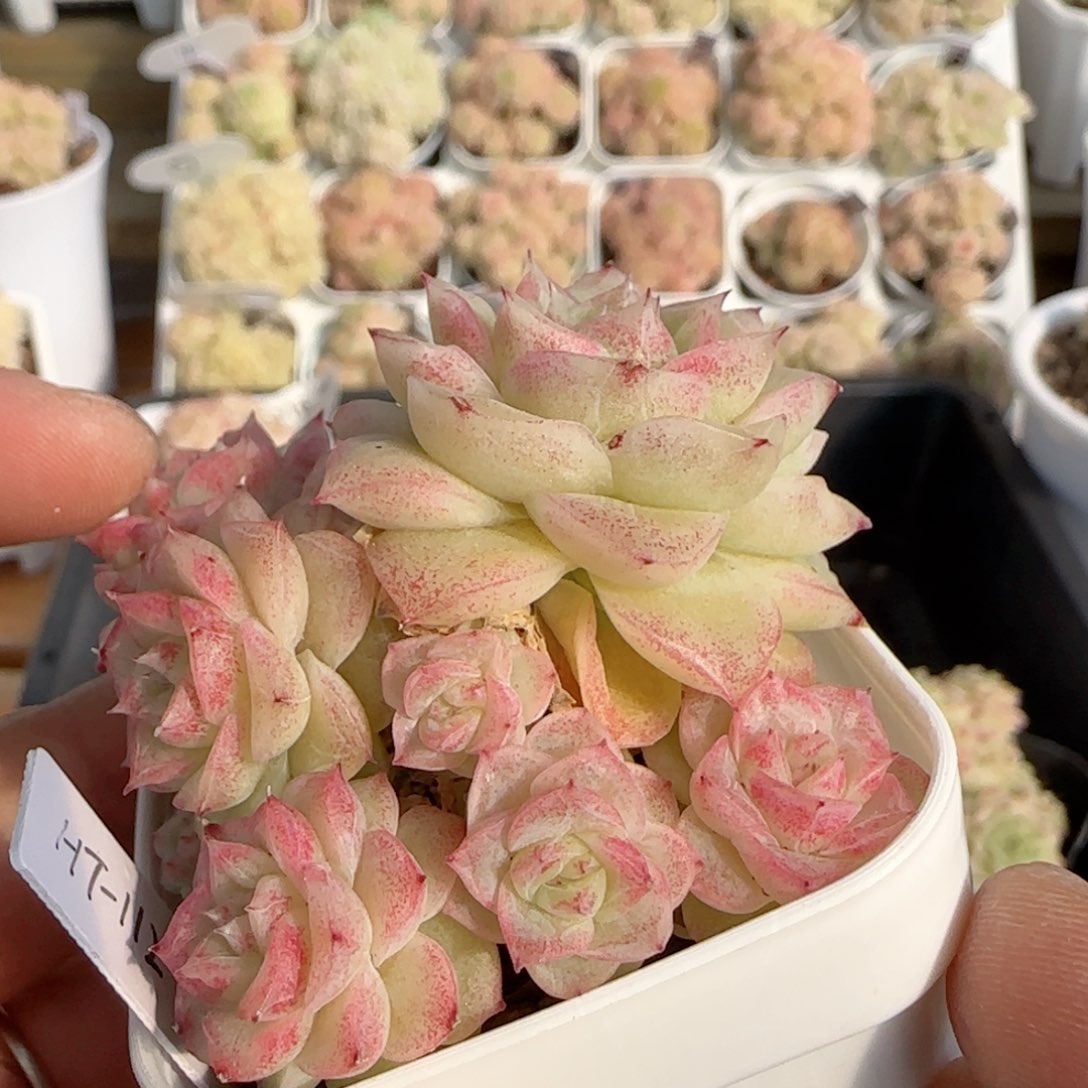 端**雪【闪购商品】0212-126（ht-112）