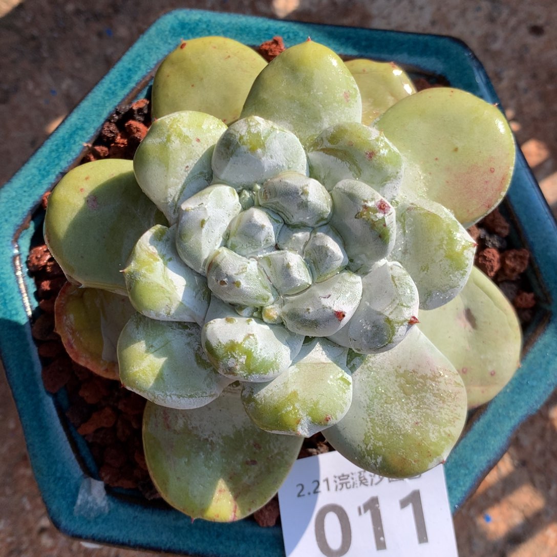 拇指011多肉植物
