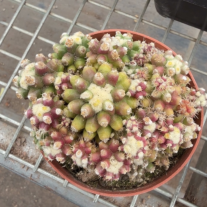 实生金虎泉9仙人球